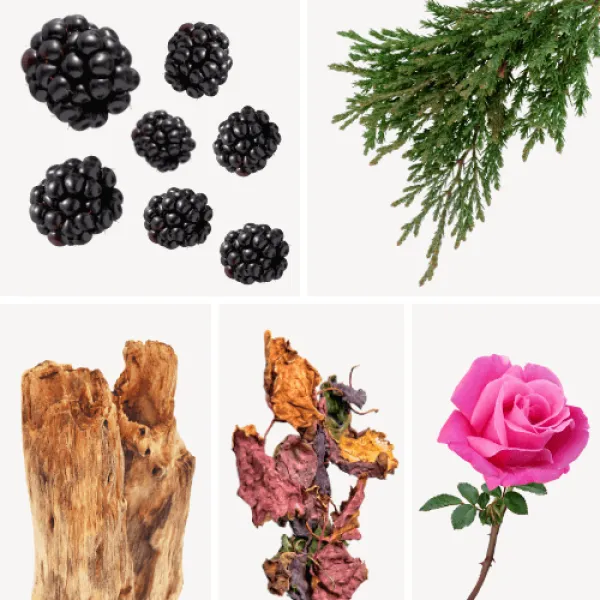Duftnoten: Brombeere, Zypresse, holzige Noten, Patschuli, bulgarische Rose
